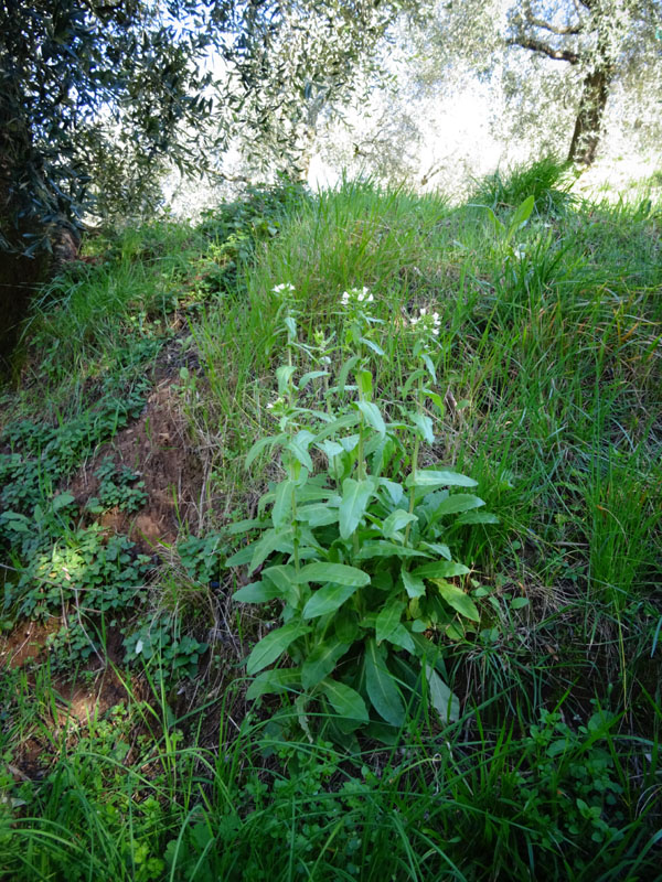 Arabis turrita - Brassicaceae